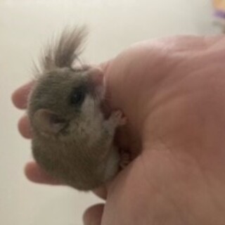 アフリカヤマネ（つがい）