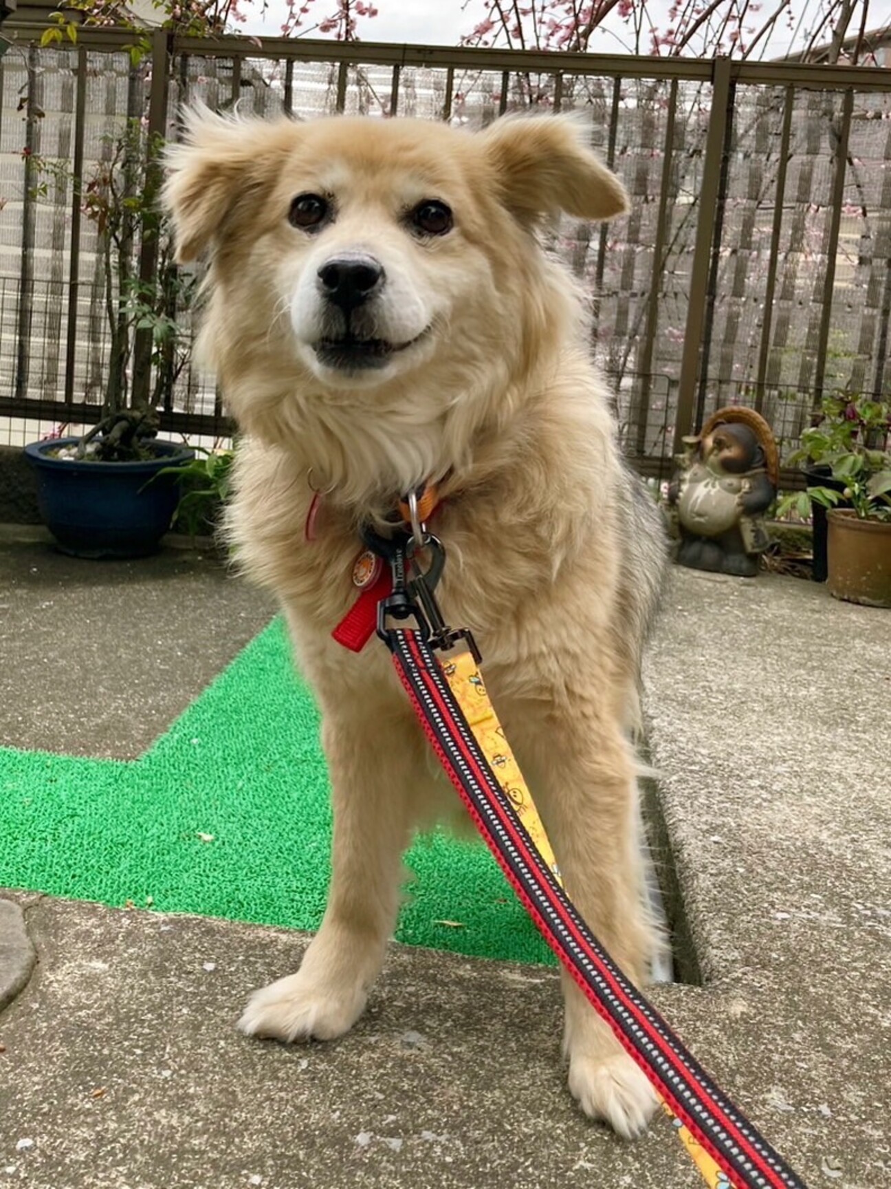 笑顔の素敵な ららちゃん」東京都 - 犬の里親募集(449546) :: ペットの