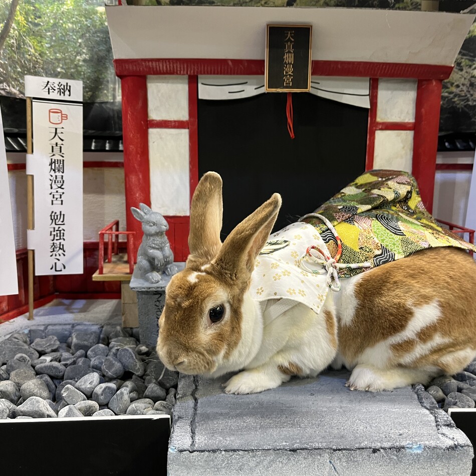 きなこのカバー写真