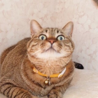 元気いっぱい！白血病キャリアのヘーロス君