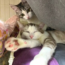 in春日井市☆保護猫たちの譲渡会2023年3月4日（土）～ 非営利団体「ちーむ にゃいんず」