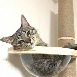 in瀬戸市☆保護猫たちの譲渡会2023年3月4日（土）～ 非営利団体「ちーむ にゃいんず」