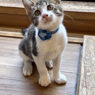 生後3ヶ月人馴れ◎甘えん坊　キー君　兄弟