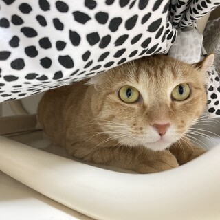 不器用な甘えたガール❤️マイマ