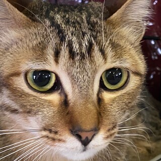 のんびりシャイボーイ！サンくん