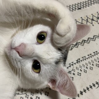 ちょっぴりビビりなミャオちゃん