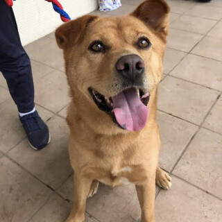 甘えん坊で子供好きな陽キャラ ハチ君　