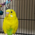セキセイインコ(性別不明)０才５ヶ月