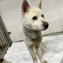 収容期限あり　殺処分対象　人馴れ抜群