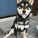 柴犬　とても人慣れしている元気な子犬　3カ月