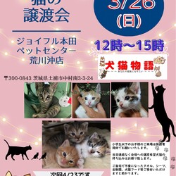 猫の譲渡会～あなたの家族になりたい～　　 サムネイル1