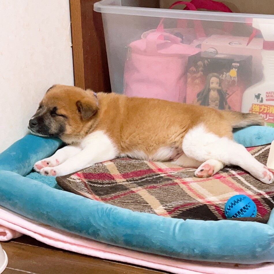 アポロのカバー写真