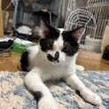 人懐っこい白黒ねこ♡まんまる可愛いフォルくん。
