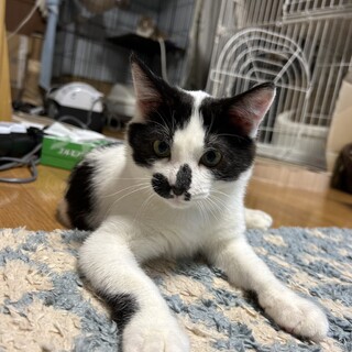 人懐っこい白黒ねこ♡まんまる可愛いフォルくん。