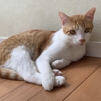 きなこ