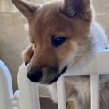 柴犬の子犬