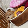 犬のぬいぐるみがお気に入り。毎日一緒に寝ています。