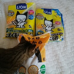 「トラビス保護日記28 猫草」サムネイル2