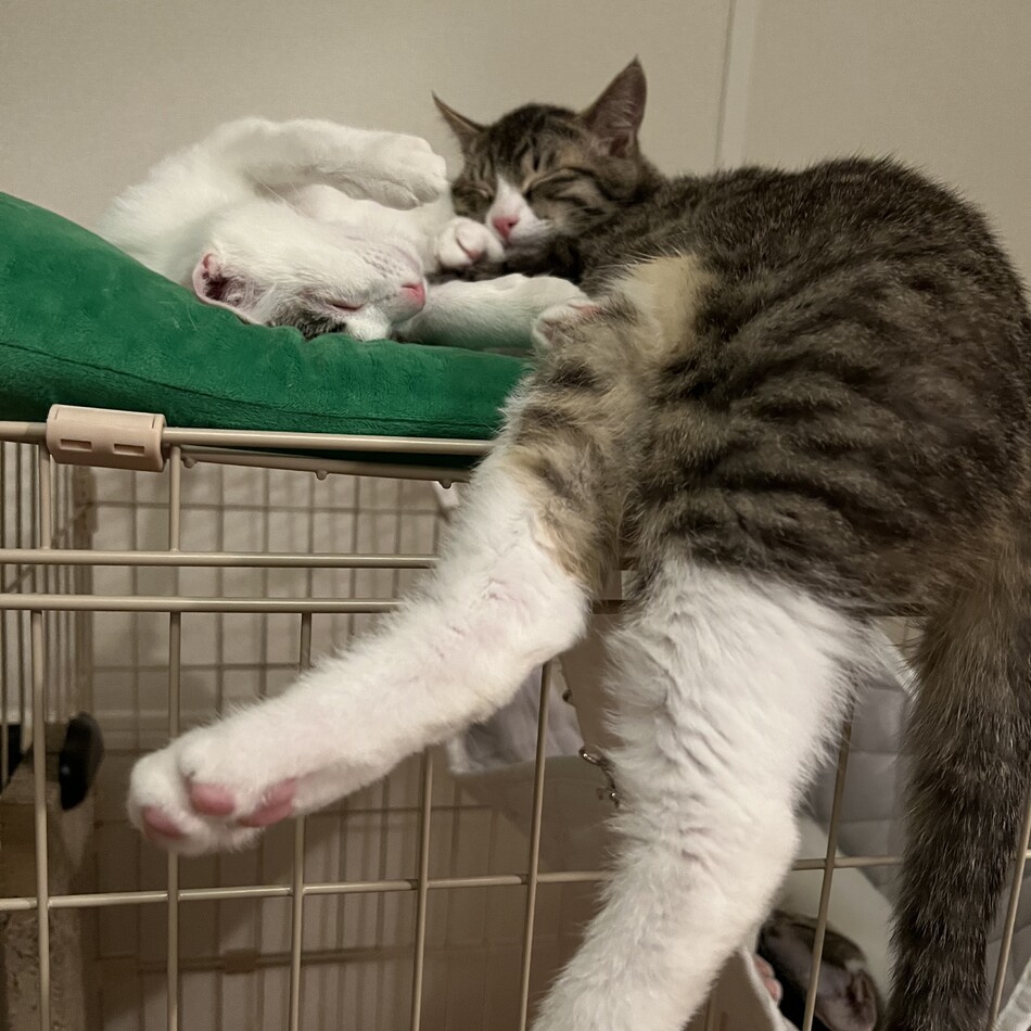 おそばのカバー写真