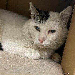 愛嬌たっぷり わさおくん