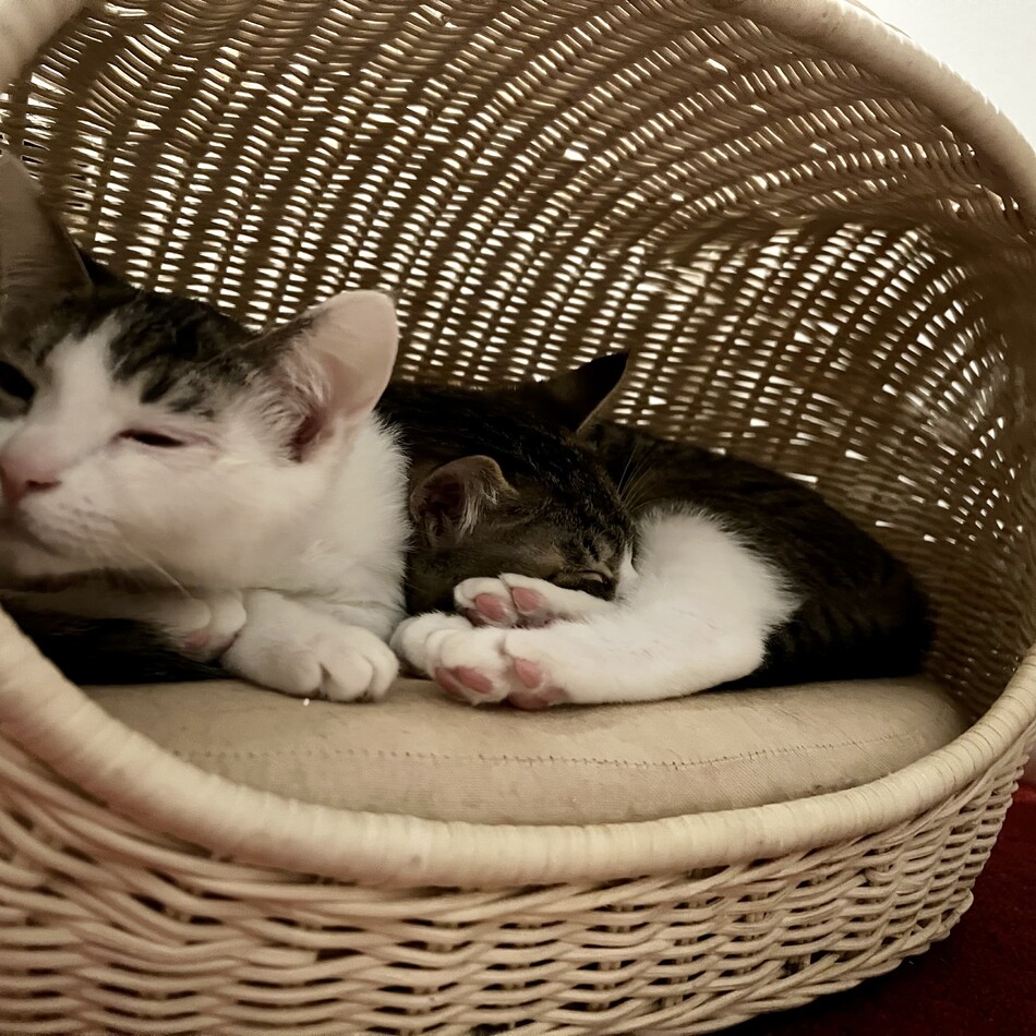 こむぎのカバー写真