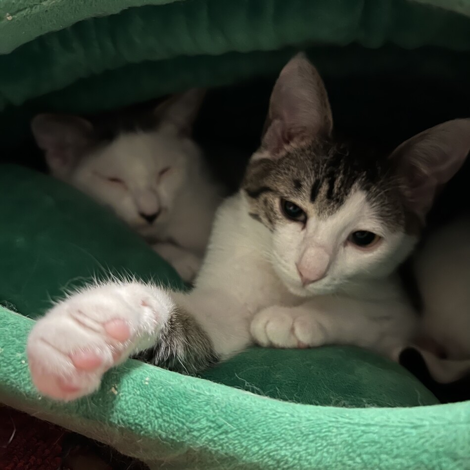 つきみのカバー写真