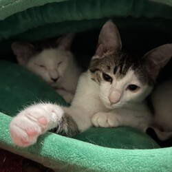 「3/5 （日）譲渡会」サムネイル2