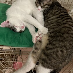 「3/5 （日）譲渡会」サムネイル3