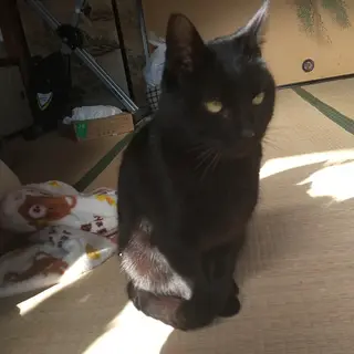 人がだぁい好き！なでられるの、遊ぶの大好き