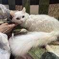 白長毛のルナちゃん
