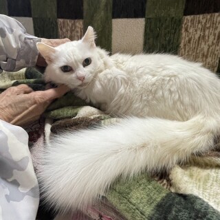 白長毛のルナちゃん