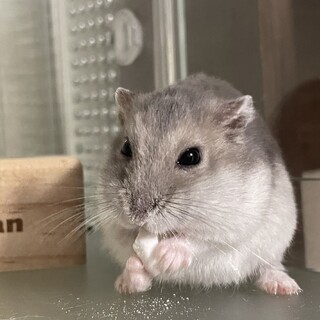 ジャンガリアンハムスター １歳半男の子