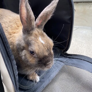 うさぎの里親募集