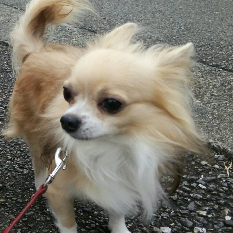 もものカバー写真