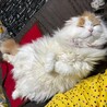 ちまる1022