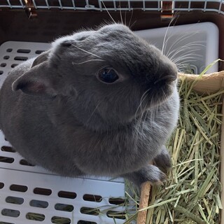 祝　里親様決定！