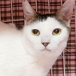 おしゃべり好きな「みとくん」