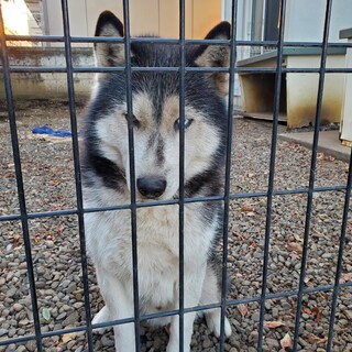 シベリアンハスキーを可愛がってください。