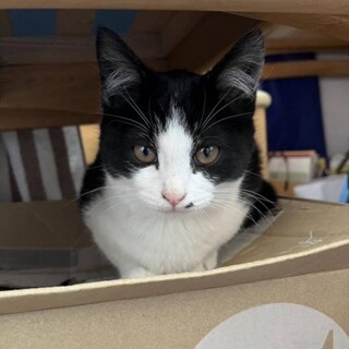 美人姉妹　こうめちゃん