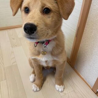 「コニー」男の子