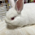 ミニウサキ♀4ヶ月