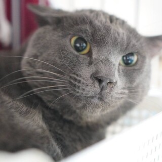 【ハイ】おかげさまで里親さまが決まりました