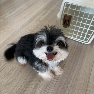 チワマルの女の子です