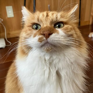 病気治療な為、一旦停止いたします