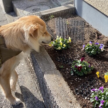 お花の匂いが好きです