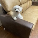 4歳の人懐っこいマルプー男の子です！