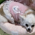 チワワ　ななちゃん