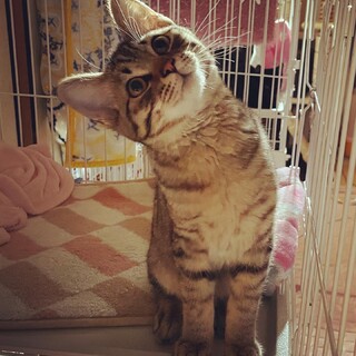 【3/11譲渡会参加】元気いっぱい"コアくん"