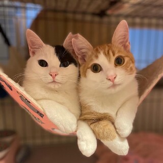 うらら♡たいら　ずっと一緒に…