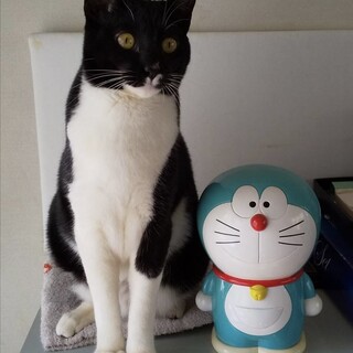 【3/11譲渡会参加】ピーチちゃん♡